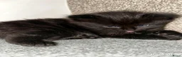 Ragdoll cats for sale: Two Rare full black kittens of Ragdool  - Advert 6
