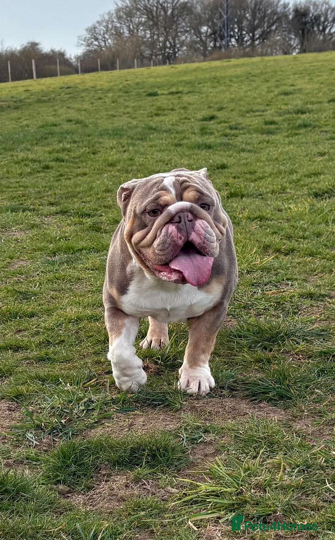 English Bulldog dogs for stud: English Bulldog Stud (Jackobullz Vinnie) in Andover - Advert 3