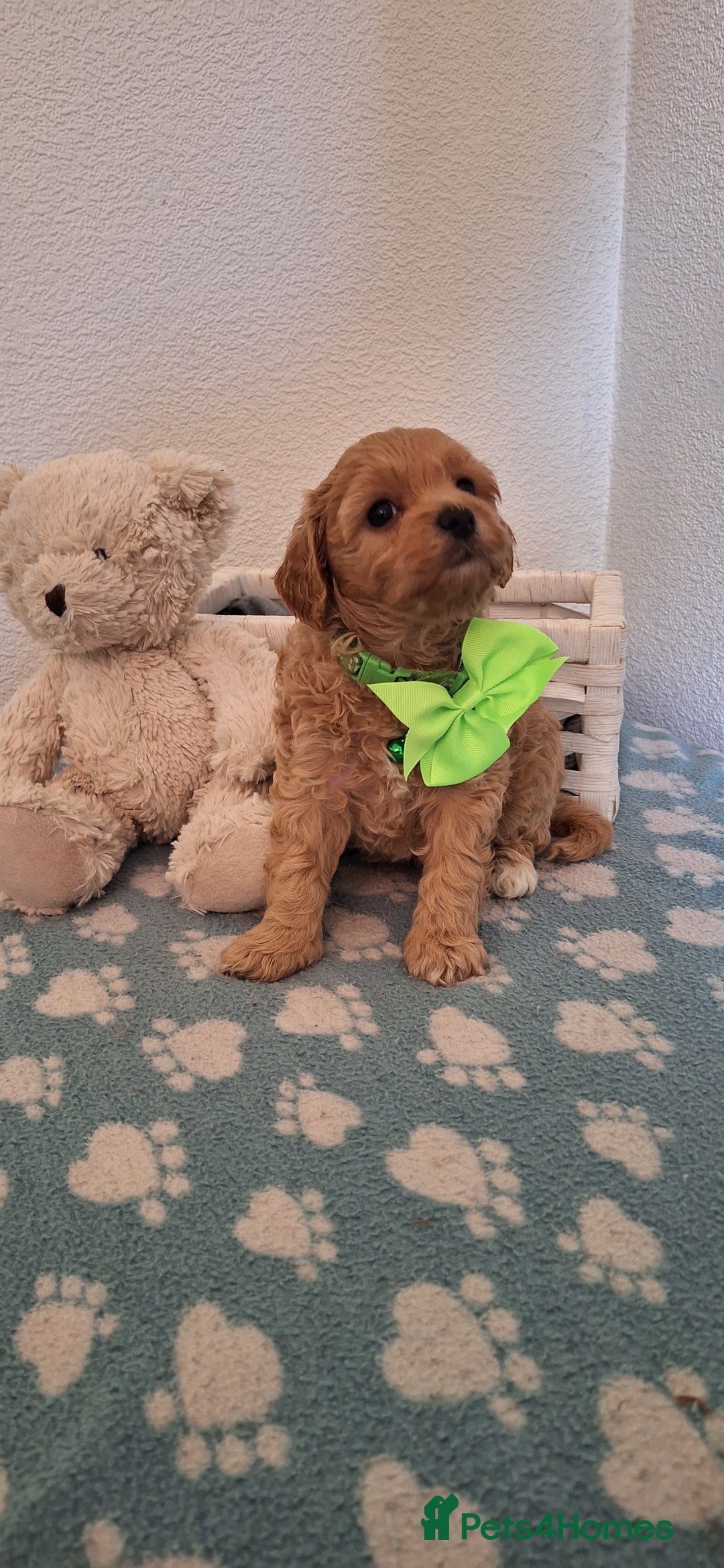 Cavapoochon dogs for sale: 5 🌟 DNA tested Cavapoochon pups - Image 18