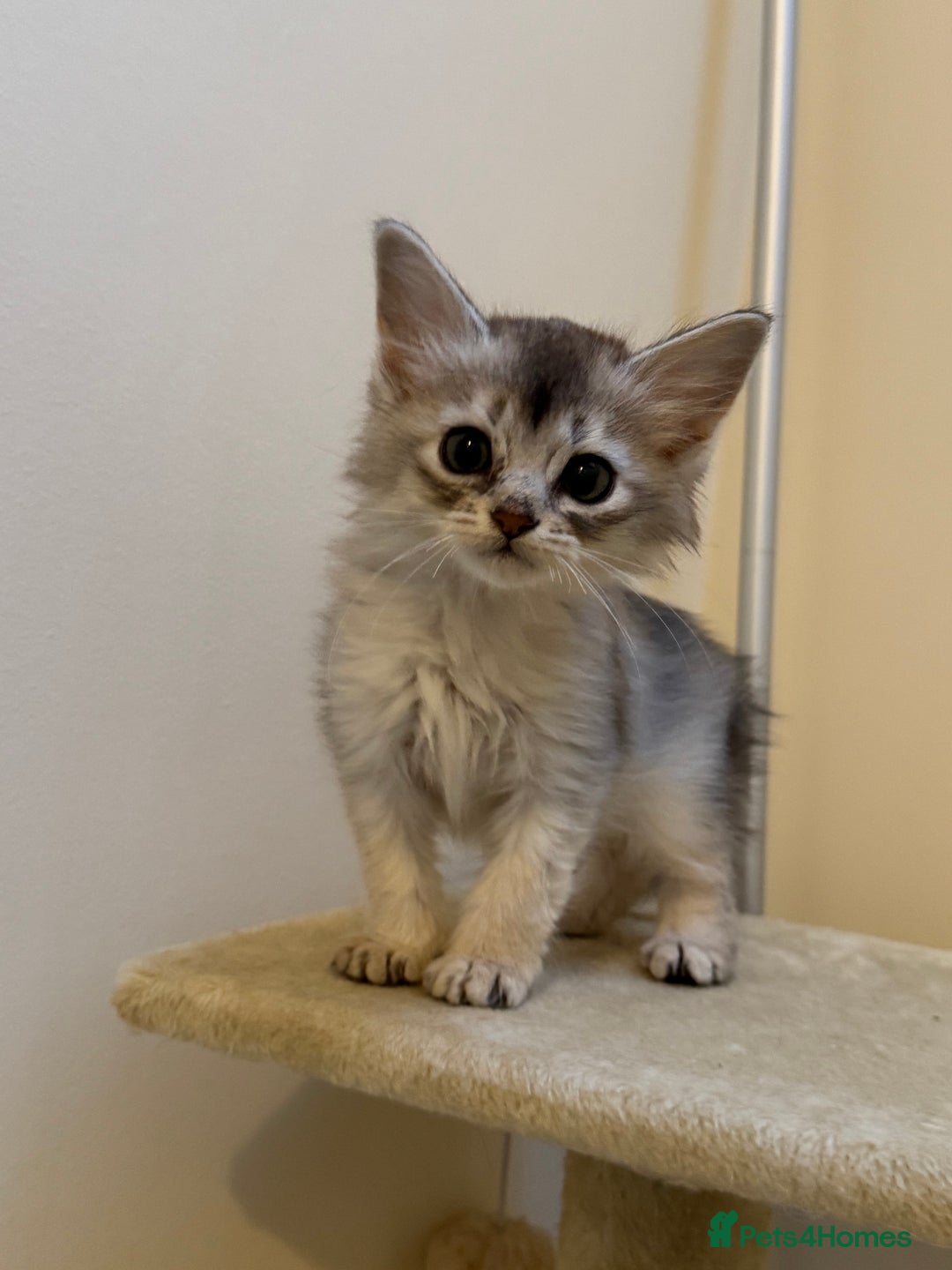 Somali cats for sale: Pedigree Somali Kittens  - Advert 2