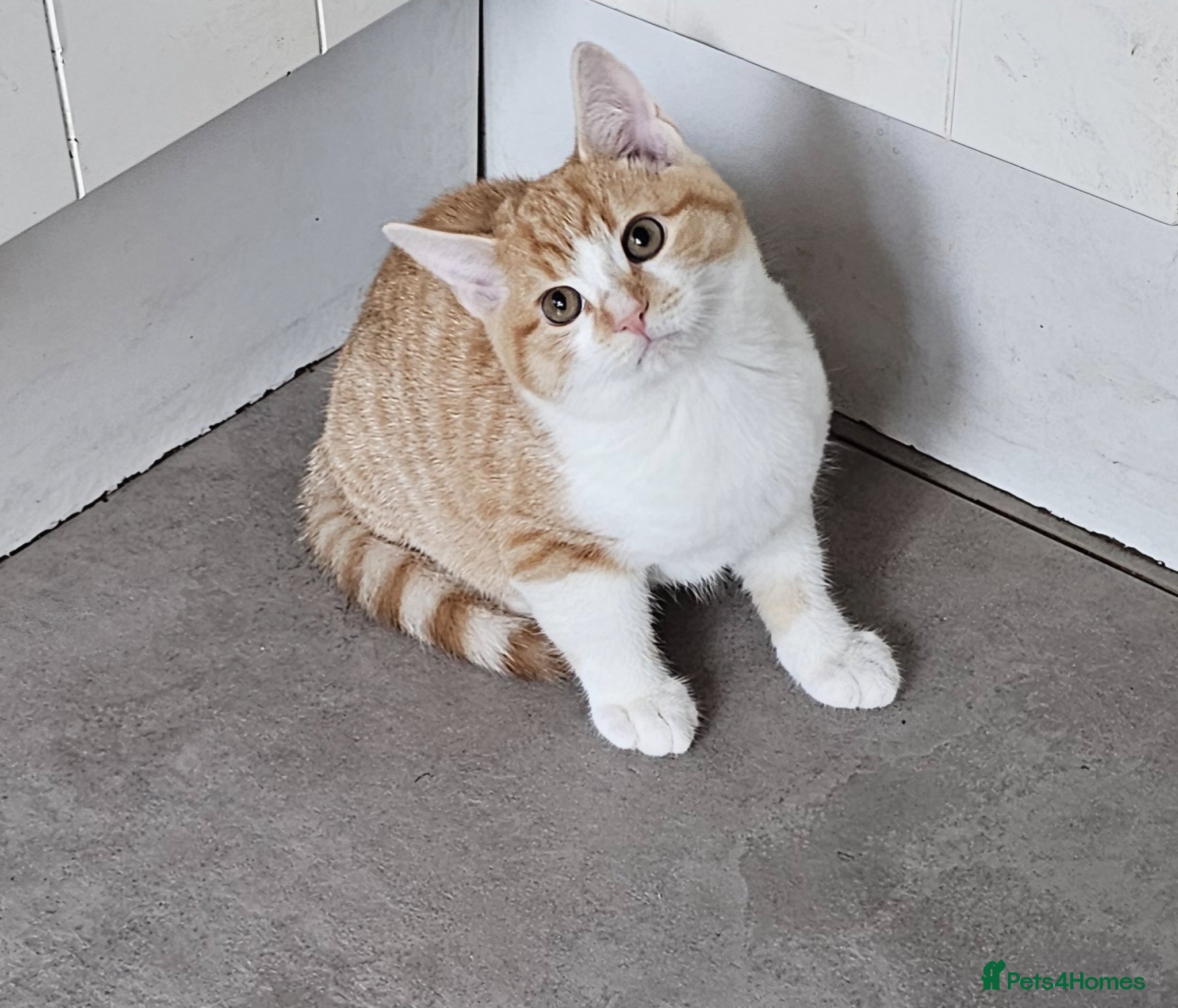 Mixed Breed cats Kittens ready now - Advert 2
