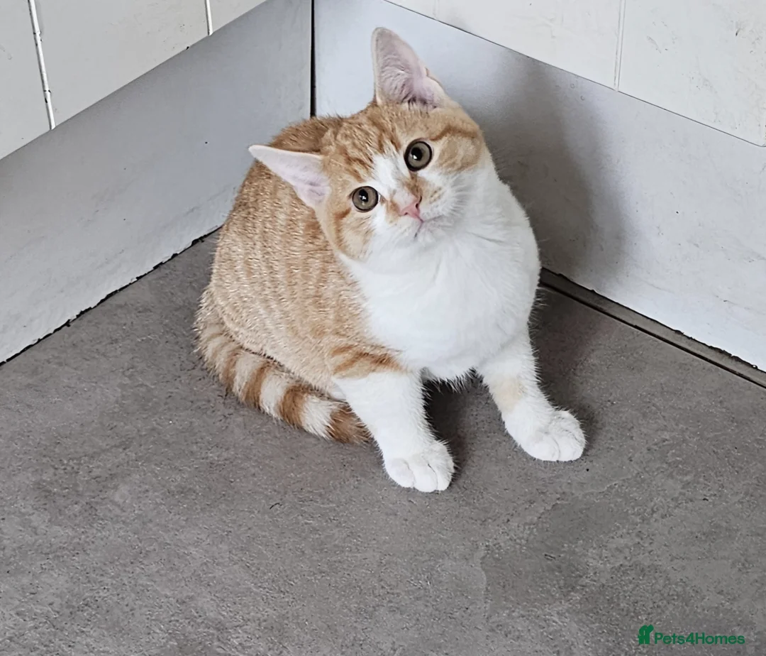 Mixed Breed cats for sale: Kittens ready now in Crawley - Advert 1