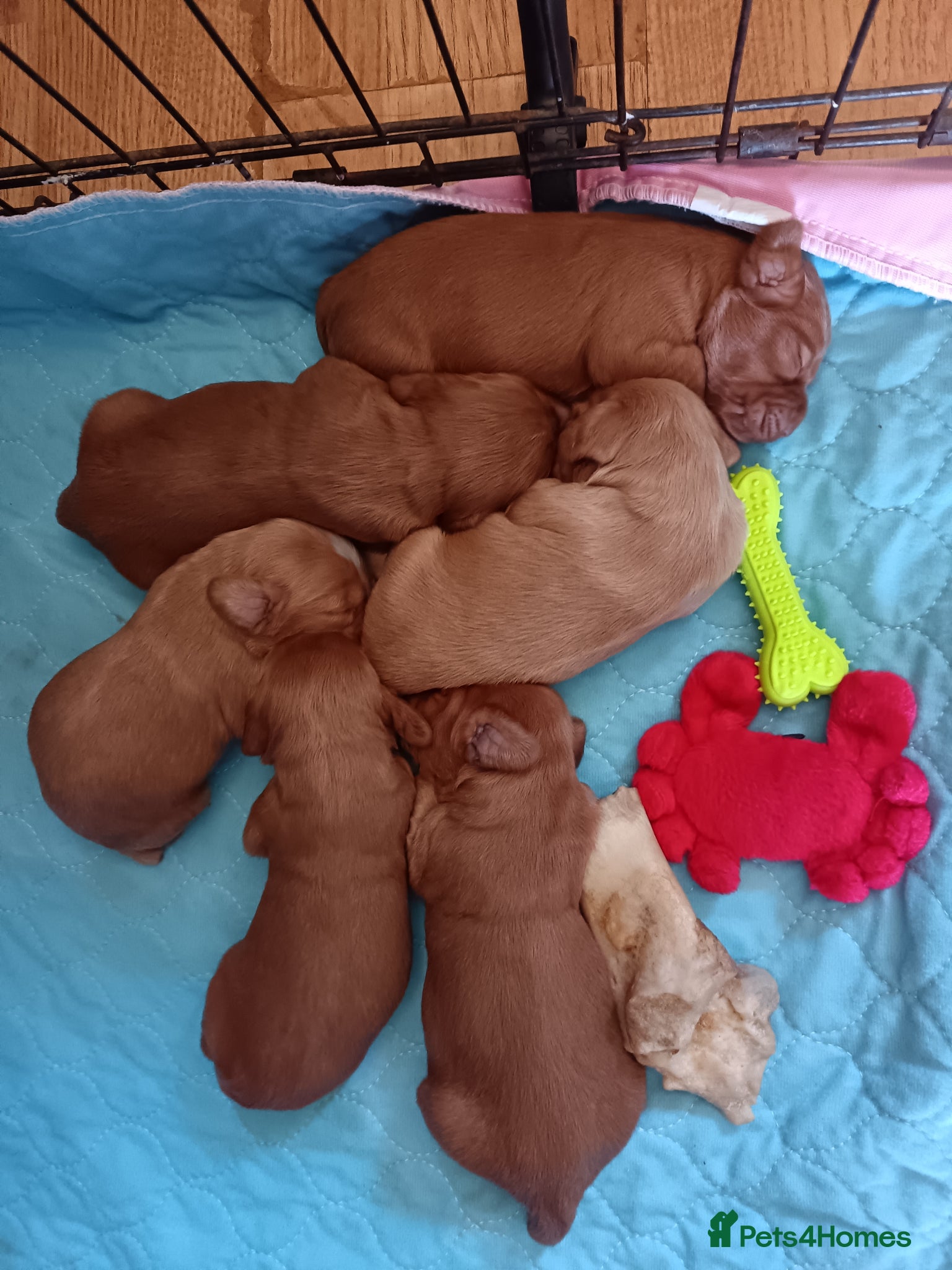 Cocker Spaniel dogs 6 STUNNING KC REGISTERED COCKER SPANIEL PUPPIES  - Advert 16