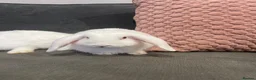 Mini Lop rabbits for sale: Lovely mini lop rabbits for sale  - Advert 24