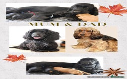 Cocker Spaniel dogs for sale: Kc registered show cocker spaniels  - Image 5