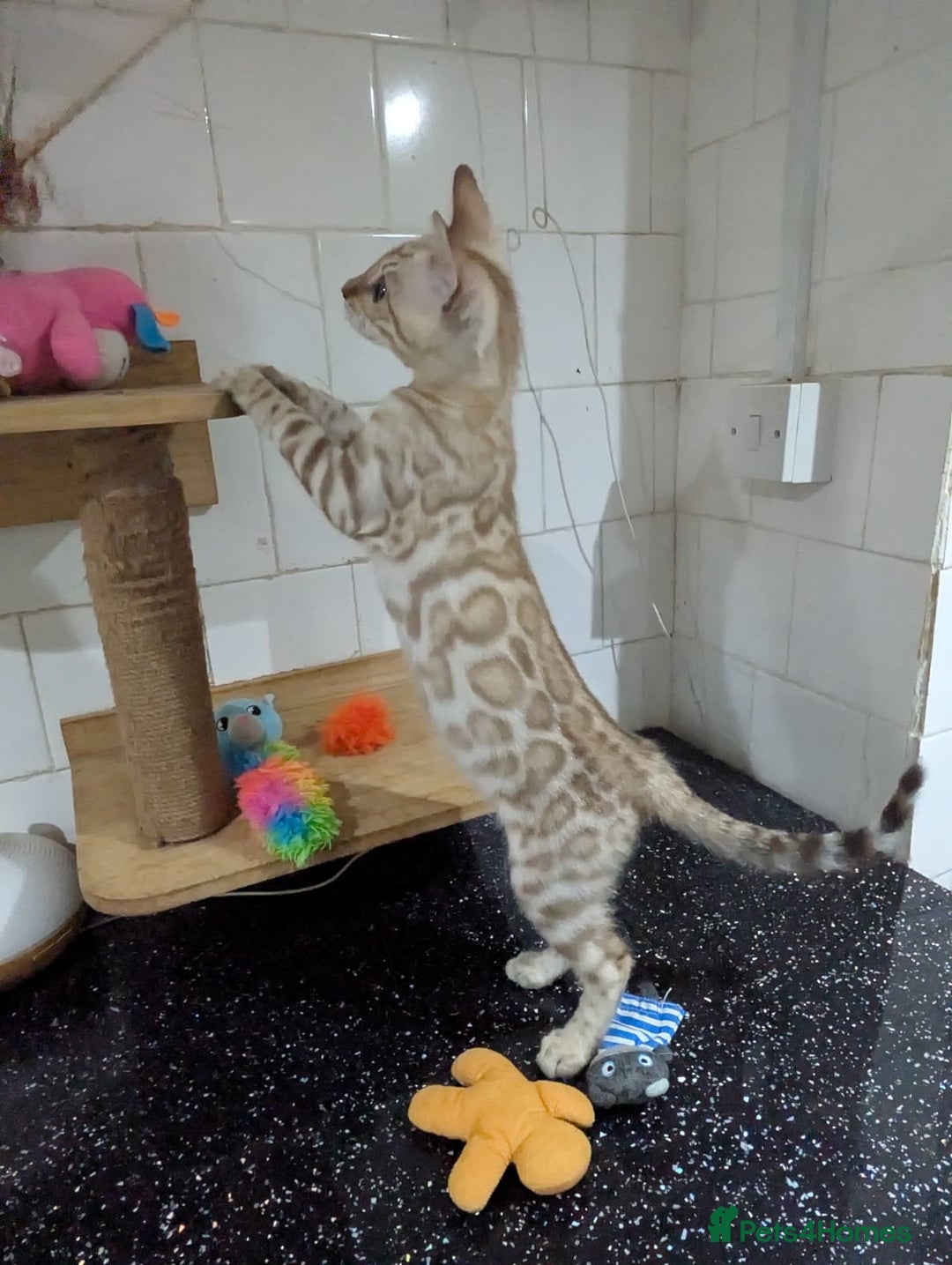 Bengal cats for sale: 🔥✨Pedigree TICA-Registered Bengals - Advert 12