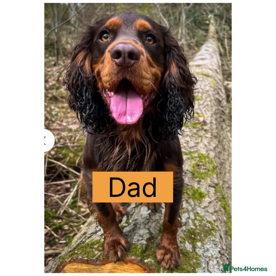 Cocker Spaniel dogs for sale: Beautiful litter - working cocker spaniels ❤️ - Image 4