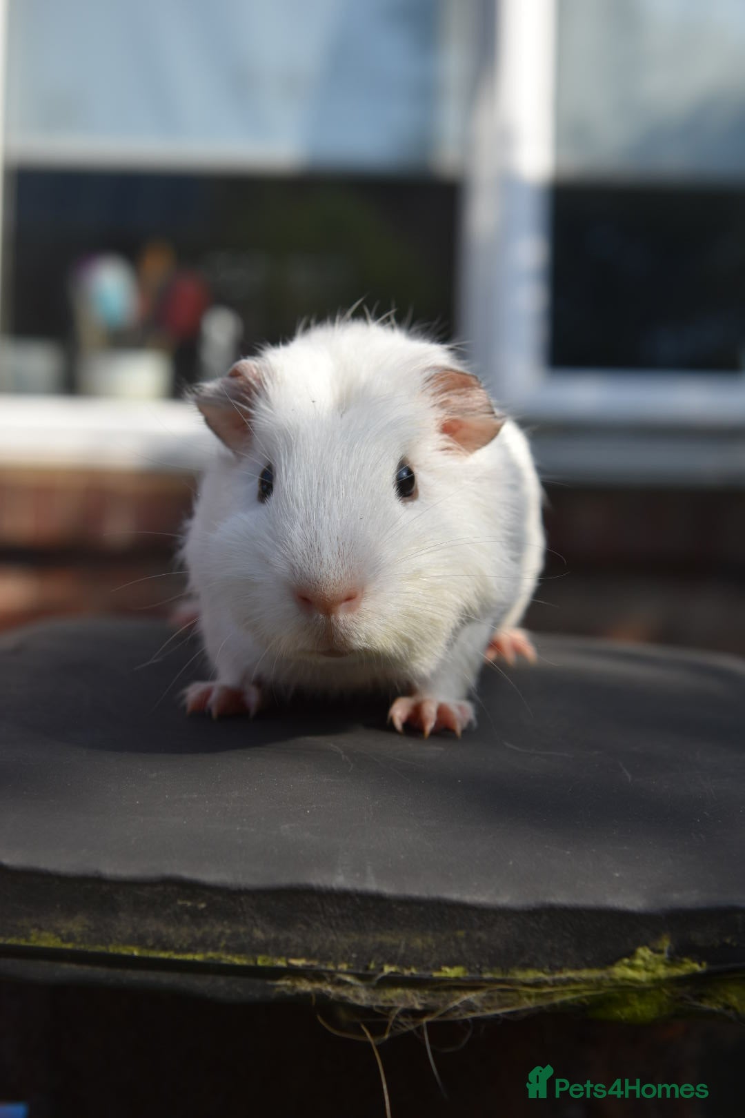 Guinea Pig rodents for sale: Guinea Pigs Looking For New Homes - Advert 3