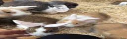 Mixed Breed rabbits for sale: Various rabbits for sale  - Advert 6