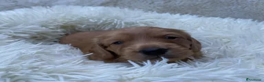 Dachshund 1