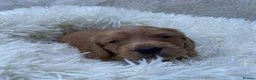 Dachshund dogs for sale: 🐾 3 Stunning Dachshund Puppies – Loving Homes ❤️ - Advert 15