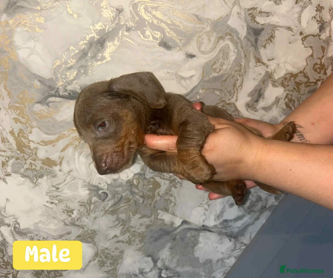 Miniature Dachshund dogs for sale: Minature Dachshund puppys  - Advert 27