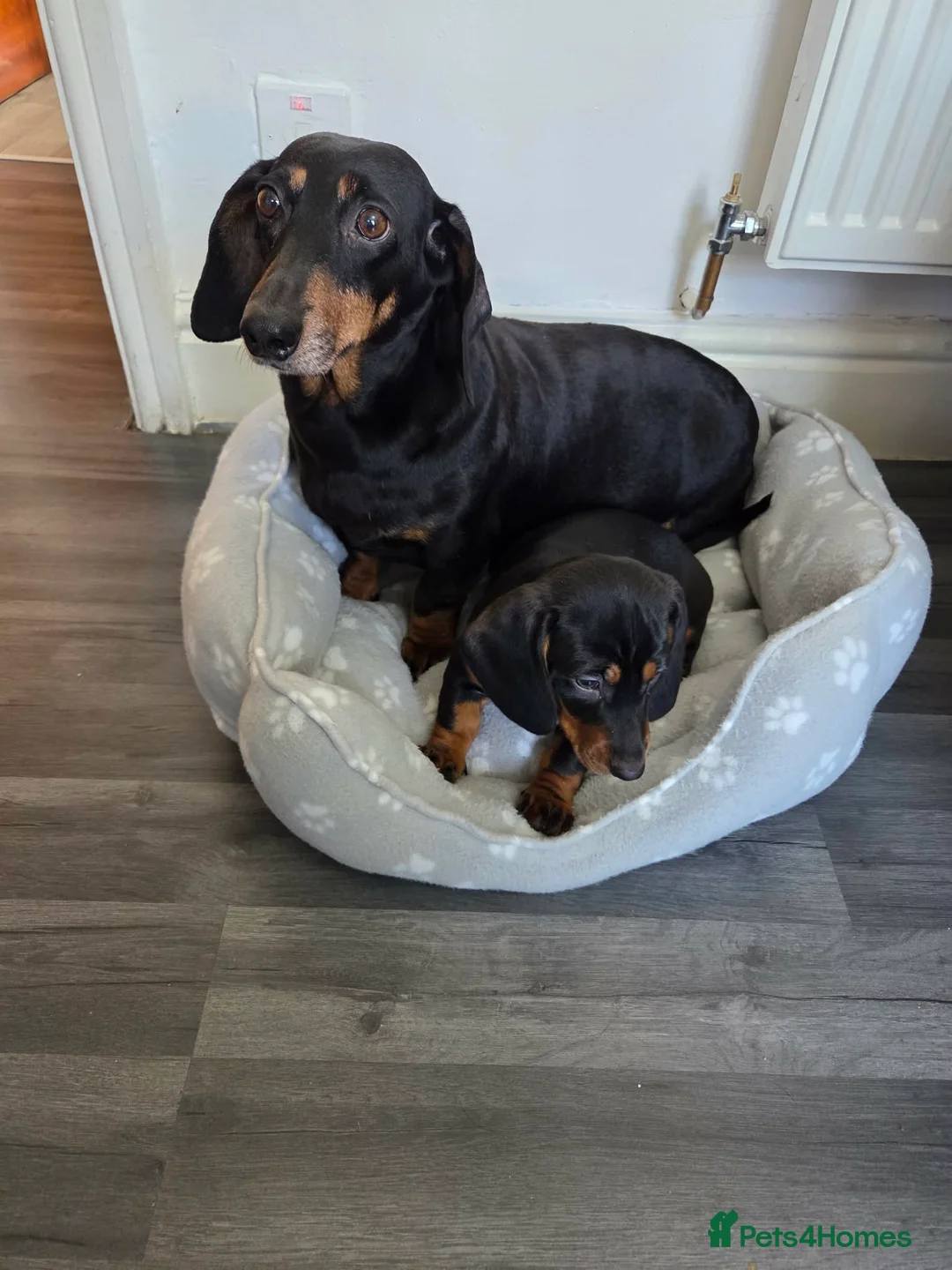 Dachshund dogs for sale: Miniature Dachshund puppy in Nelson - Advert 5