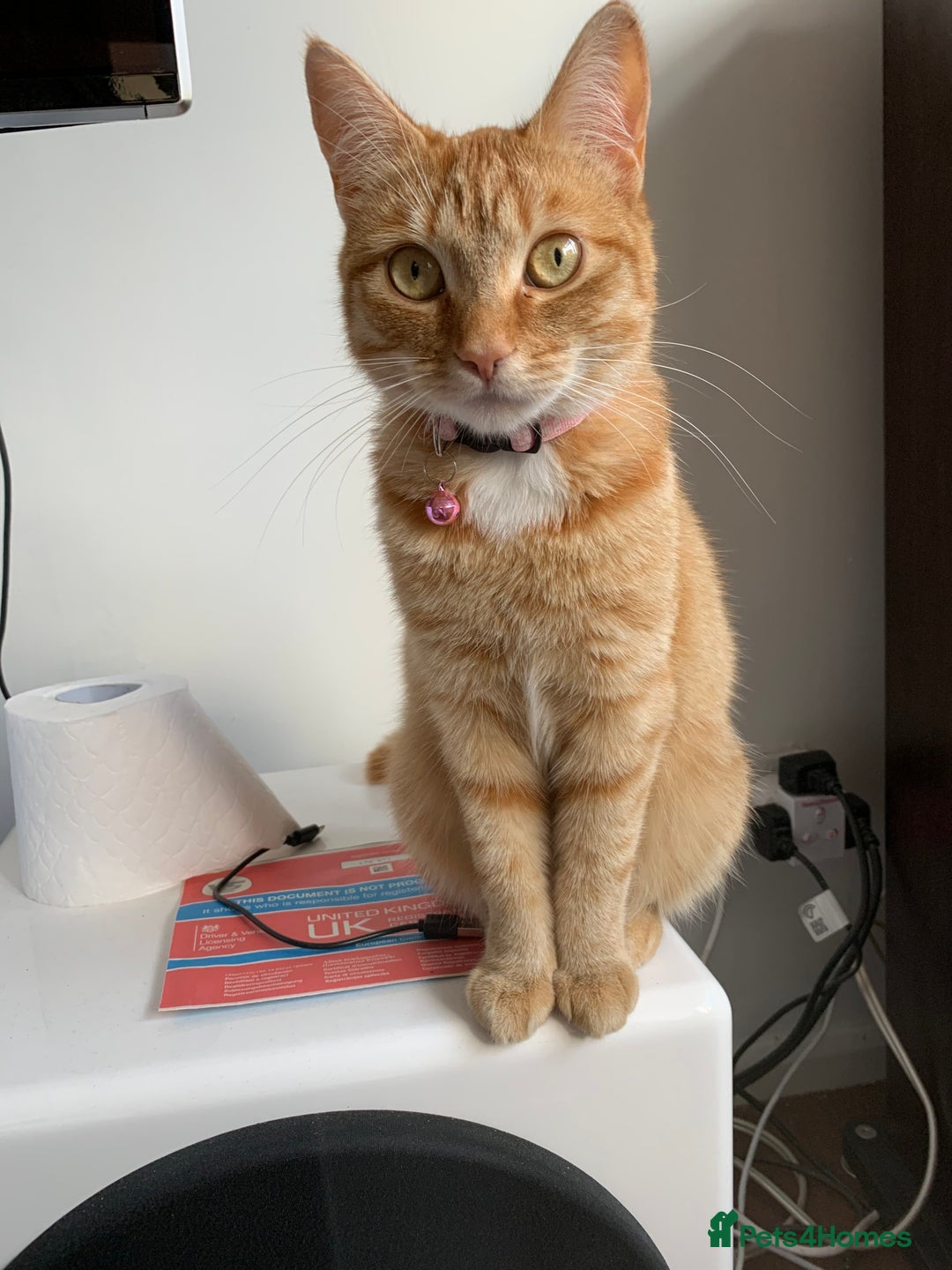 Mixed Breed cats for sale: Female Ginger 4years old  - Advert 1