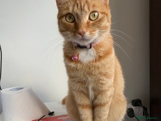 Mixed Breed cats for sale: Female Ginger 4years old - Advert 1