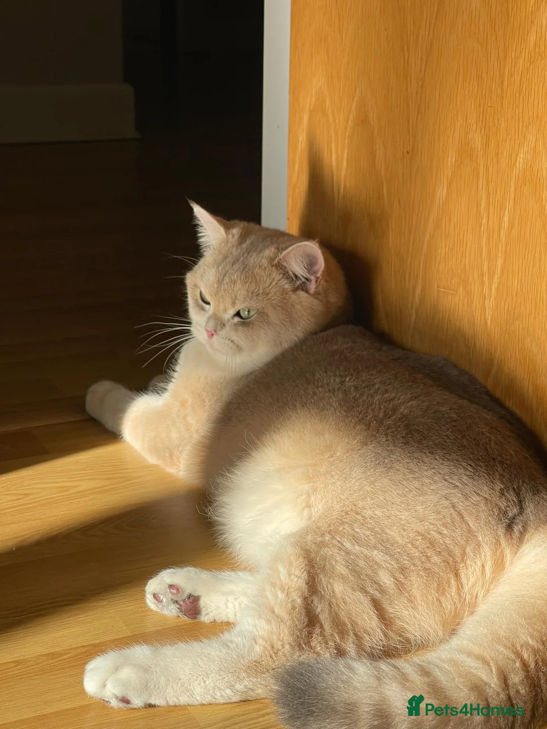 British Shorthair cats for stud: Leo looking for girls  in Edinburgh - Advert 8