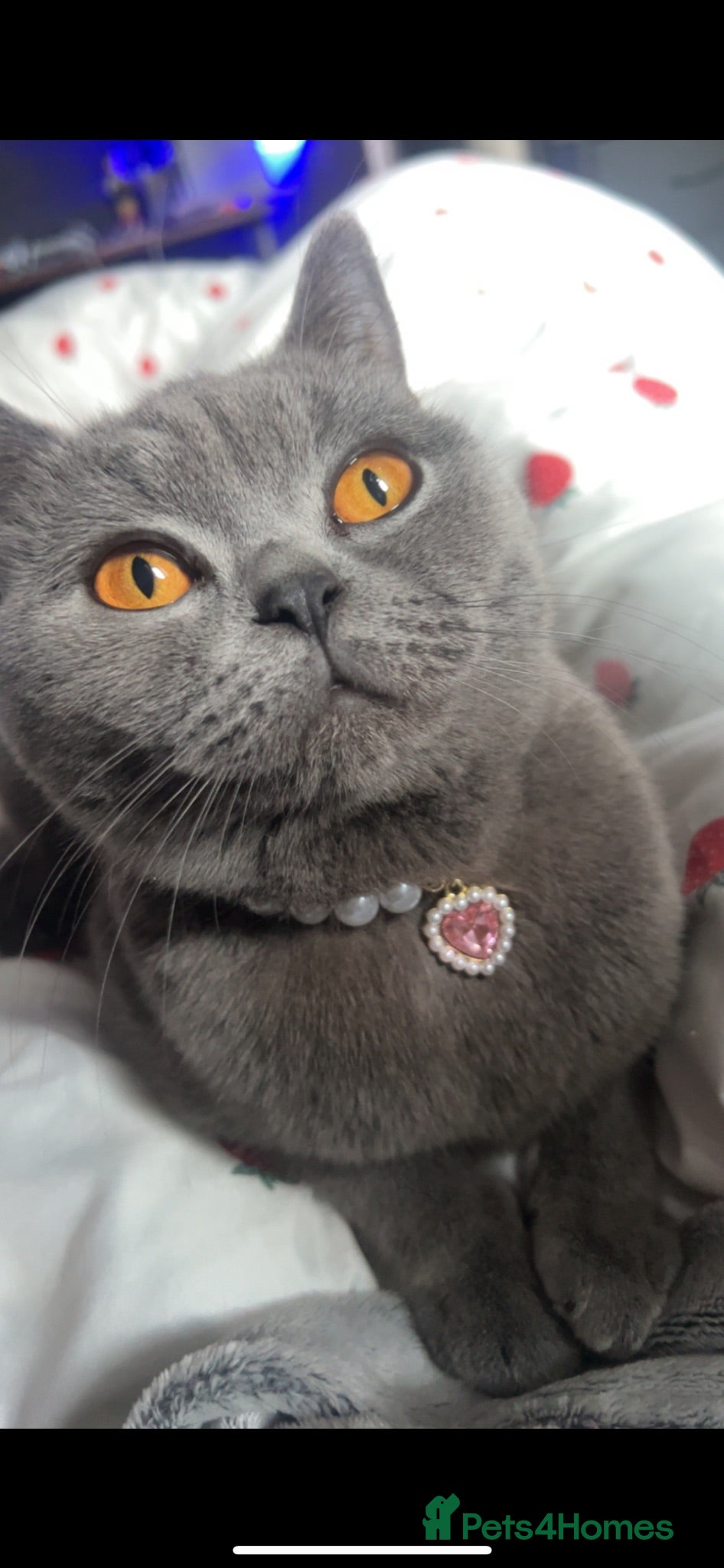 British Shorthair cats Grey British short hair  - Advert 1