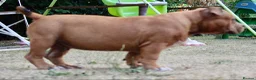 American Bully dogs for sale: American Pocket Bully’s  - Advert 21