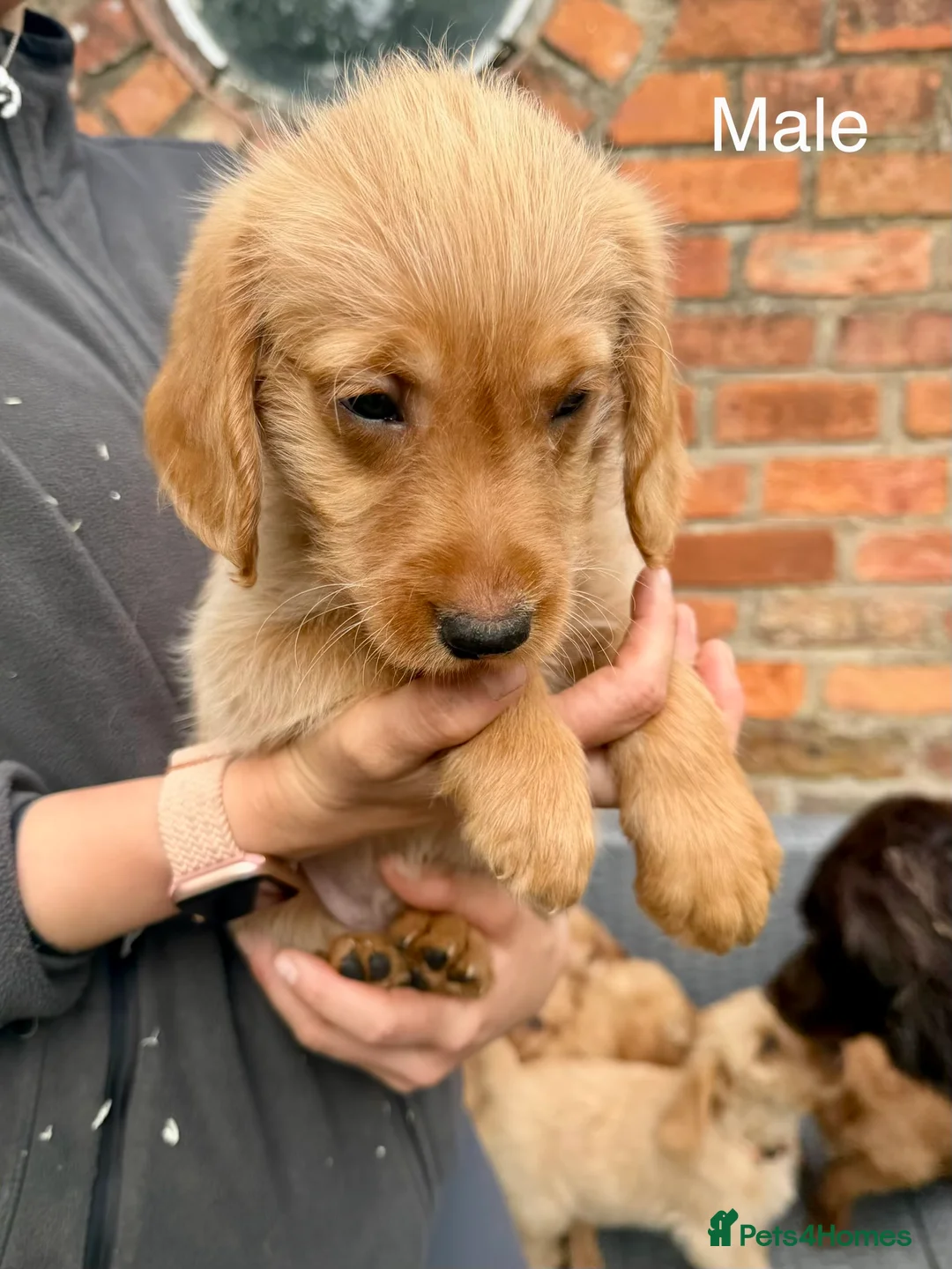 Labradoodle dogs for sale: Adorable Small Labradoodle Puppies - Advert 35