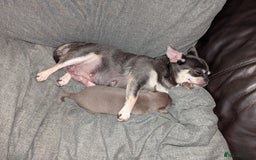 Chihuahua dogs for sale: Blue and tan boy in Nottingham - Image 4