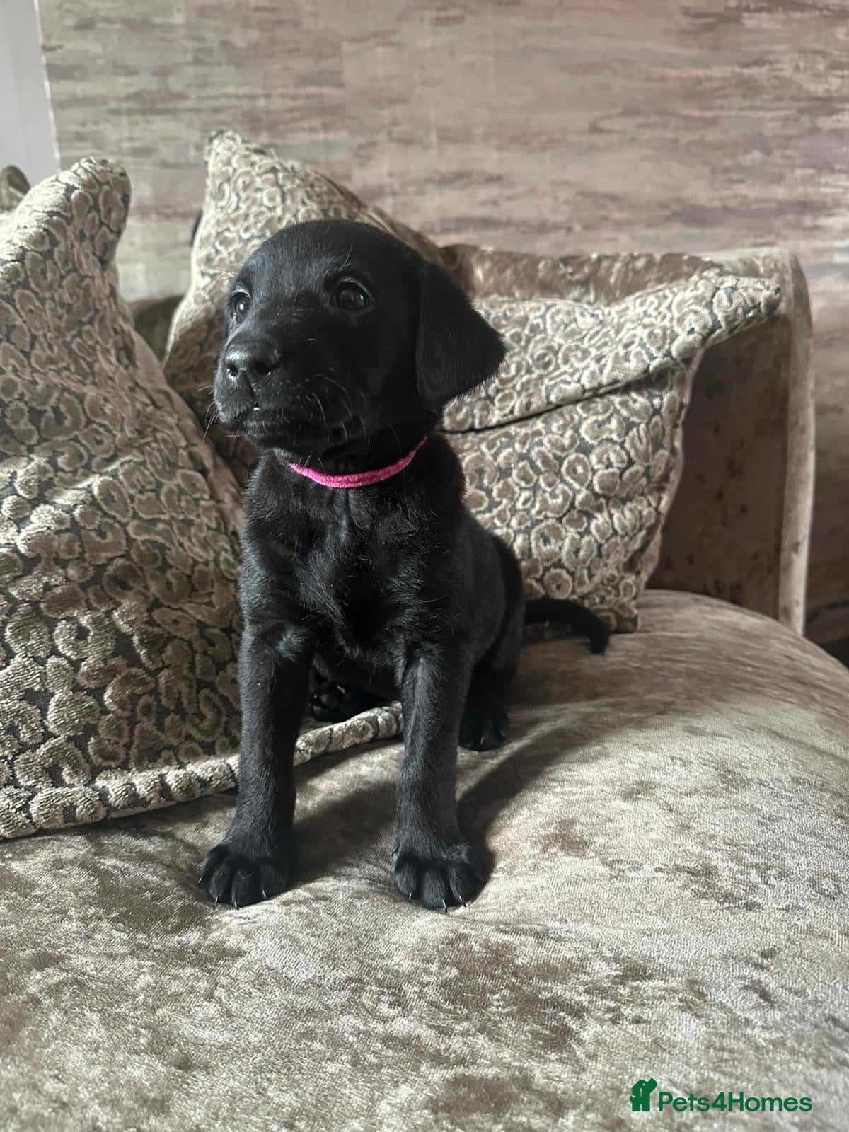 Labrador Retriever dogs STUNNING BLACK KC REGISTERED READY TO LEAVE 8 MAY - Advert 10