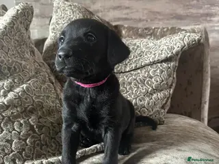 Labrador Retriever dogs STUNNING BLACK KC REGISTERED READY TO LEAVE 8 MAY - Advert 10