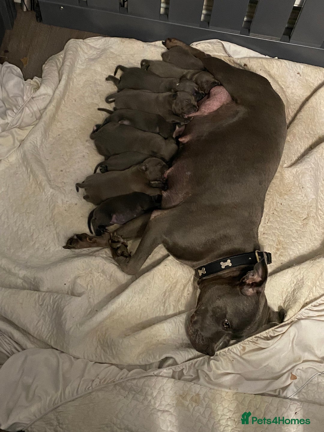 Staffordshire Bull Terrier dogs for sale: Blue Staffordshire bullterrier  - Image 1