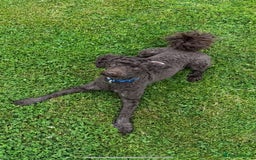 Miniature Poodle dogs for sale: Miniature Poodle (2 Years old) - Image 4