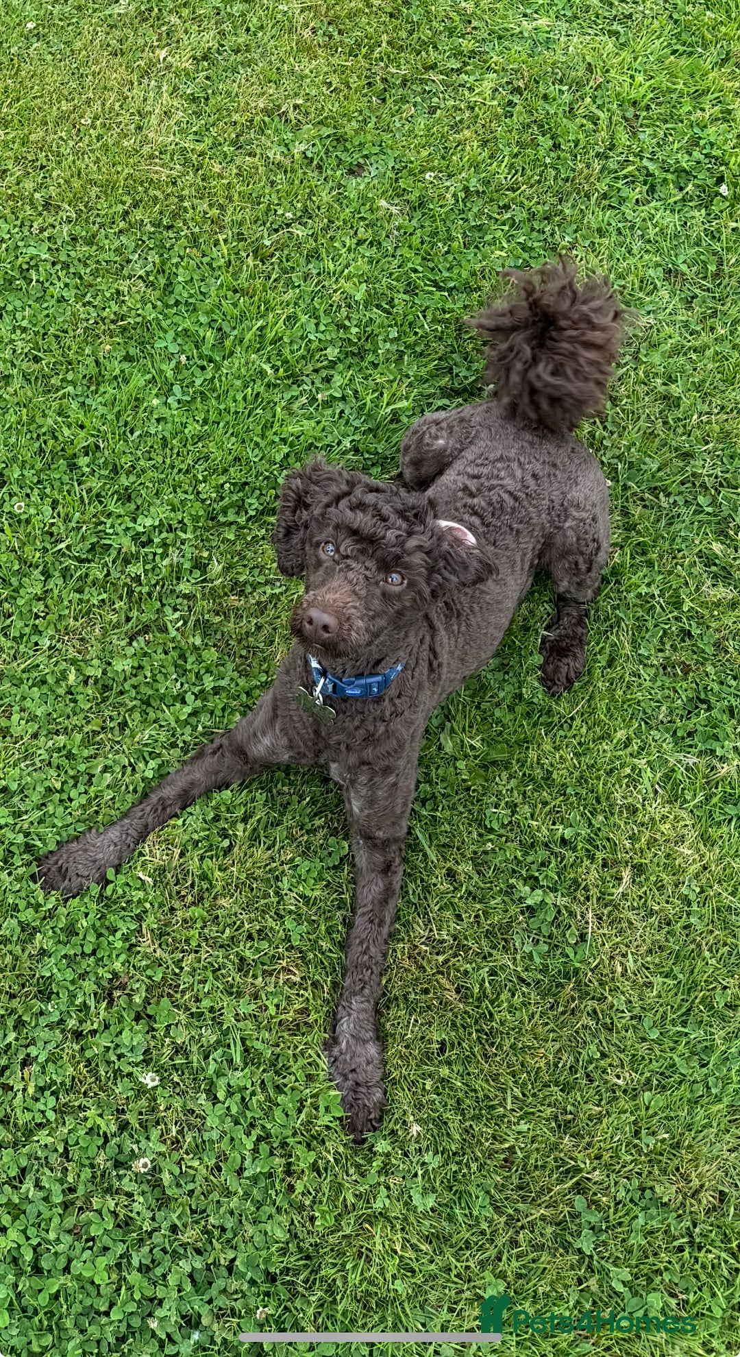 Miniature Poodle dogs for sale: Miniature Poodle (2 Years old) - Image 4