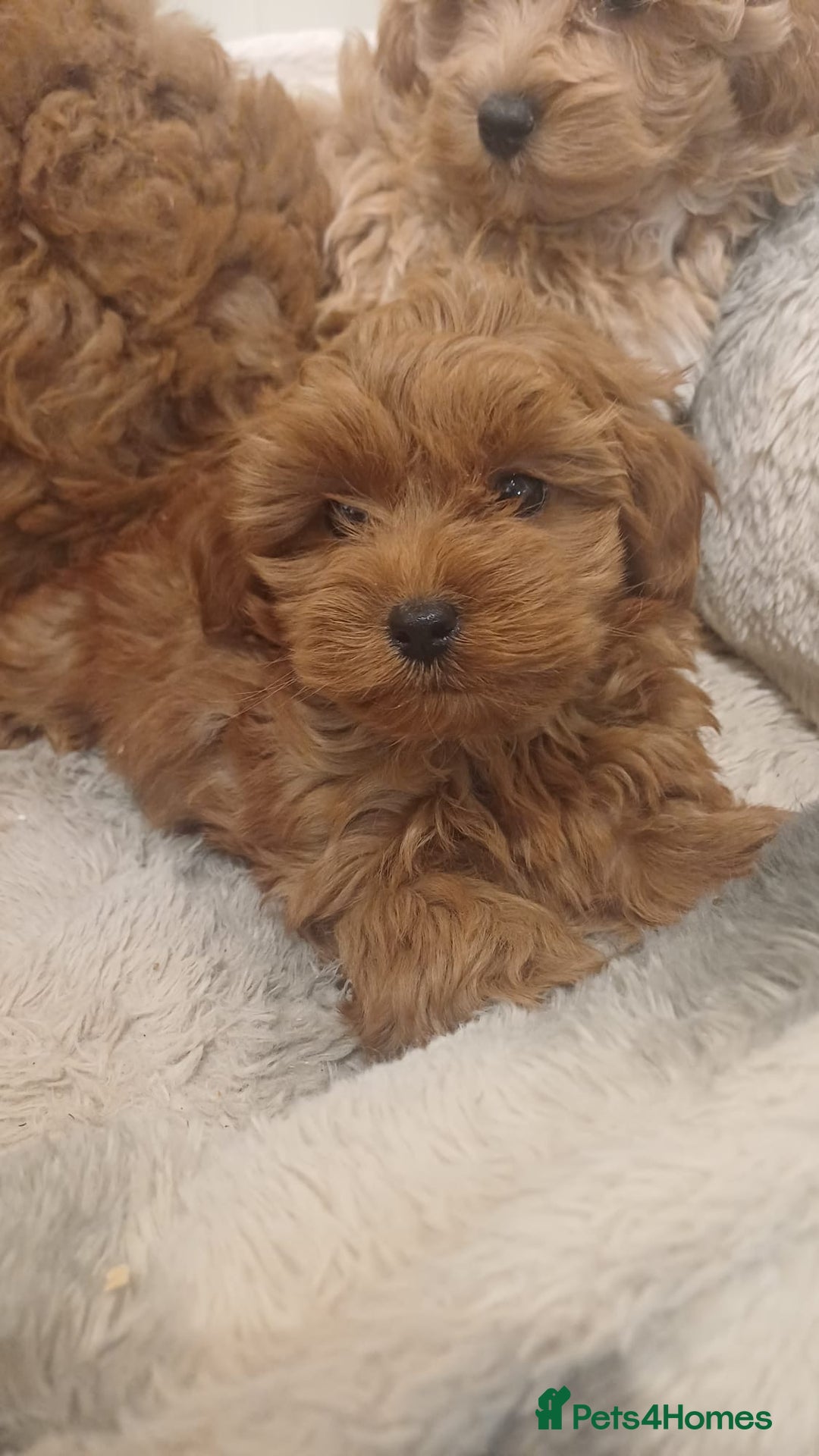 Mixed Breed dogs for sale: Beautiful Cavapoochon litter  - Advert 16