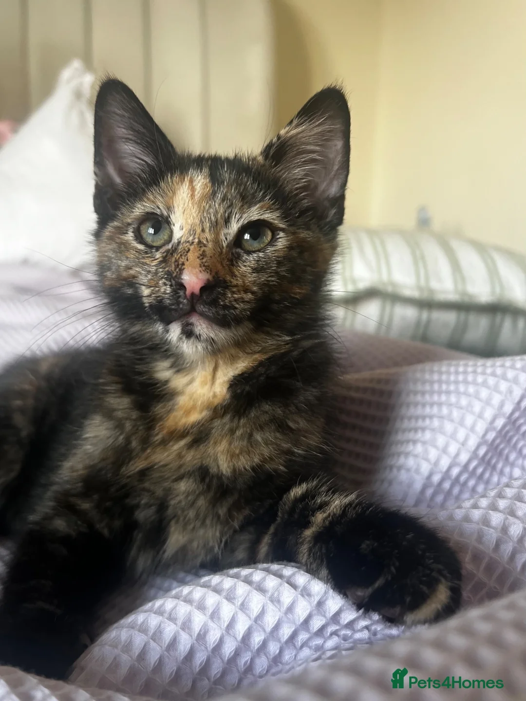 Mixed Breed cats for sale: 2 boys + girl - Advert 2