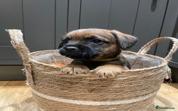 Border Terrier dogs for sale: KC Registered Border Terriers - Image 10