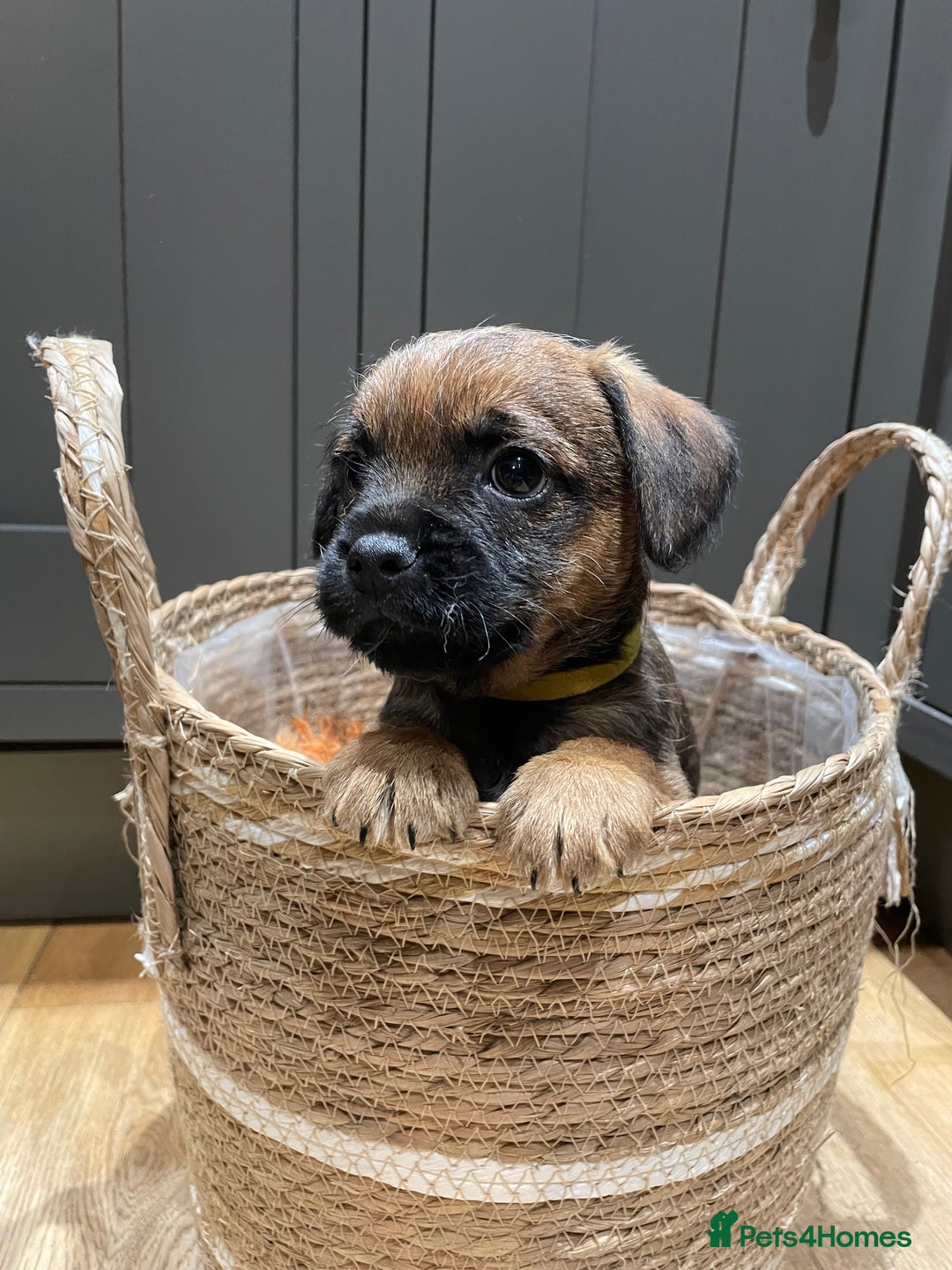 Border Terrier dogs for sale: KC Registered Border Terriers - Image 10