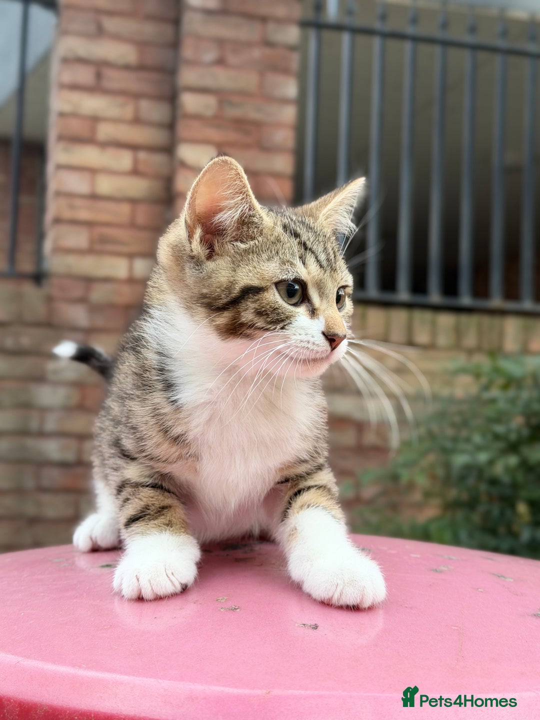 Norwegian Forest Cat cats for sale: Norwegian Forest Cat Mix kitten - Advert 6