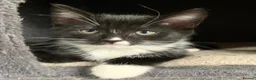 Mixed Breed cats for sale: 5 x Beautiful Fluffy Kittens Ready For New Homes  - Advert 10