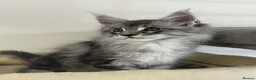 Maine Coon cats for sale:  Exceptional TICA Registered Maine Coon Kittens 🐾 - Advert 18