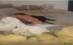 Cockatoo birds for sale: Amazing friendly parrot  - Image 1