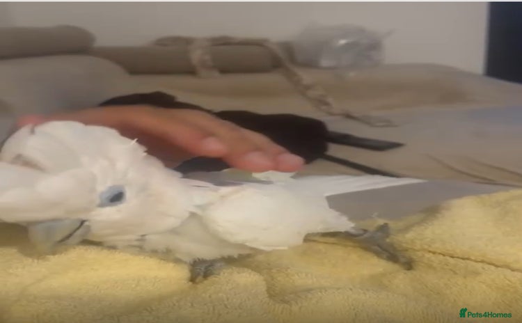 Cockatoo birds - Advert 7
