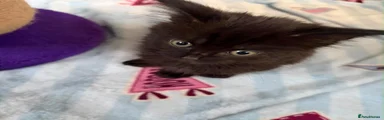 Male kitten