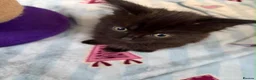 Mixed Breed cats for sale: 5 Beautiful kittens for sale - Advert 27