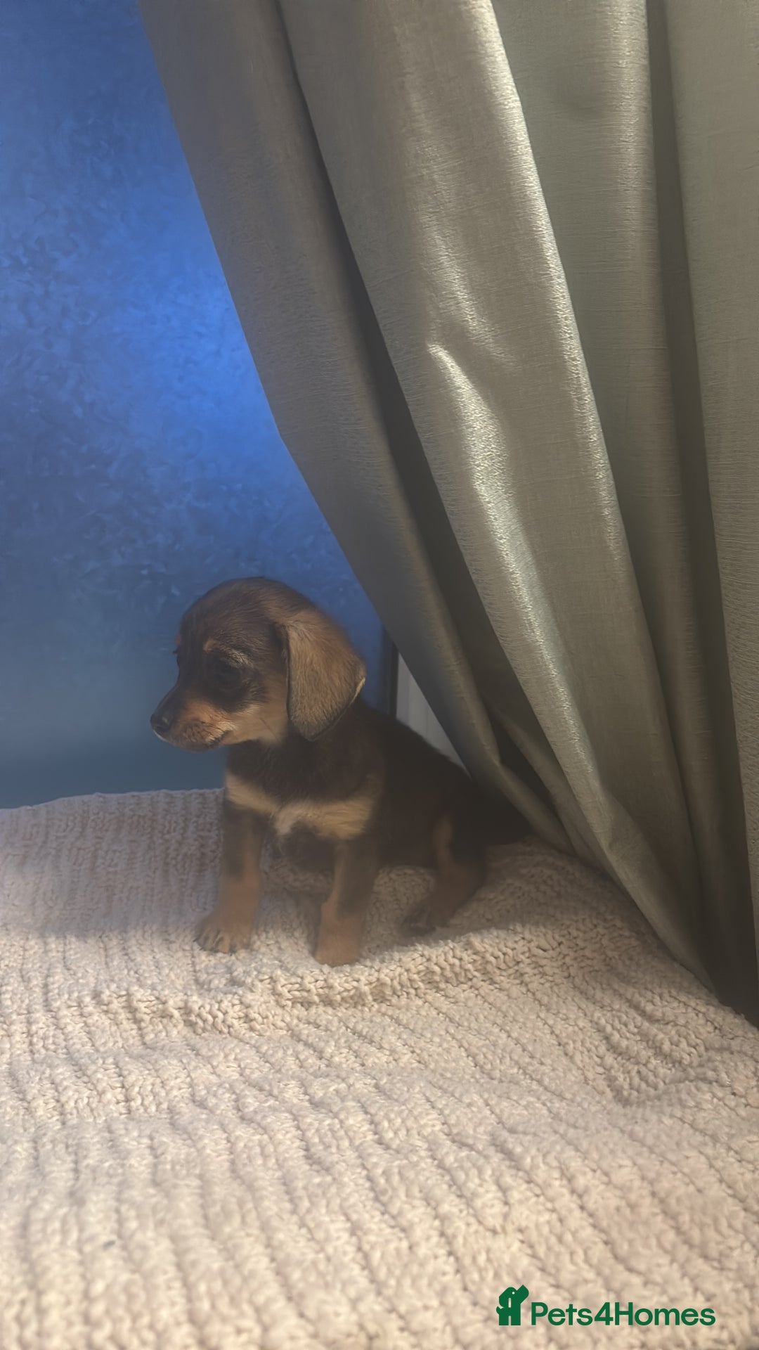 Mixed Breed dogs for sale: Dashound and Pomeranian  - Image 5