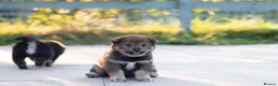 Japanese Shiba Inu dogs for sale: Rare Black Sesame Shiba | Japanese Bloodlines - Advert 14