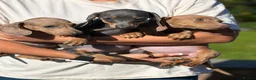 Miniature Dachshund dogs for sale: Mini dachshund puppies ready now  - Advert 13