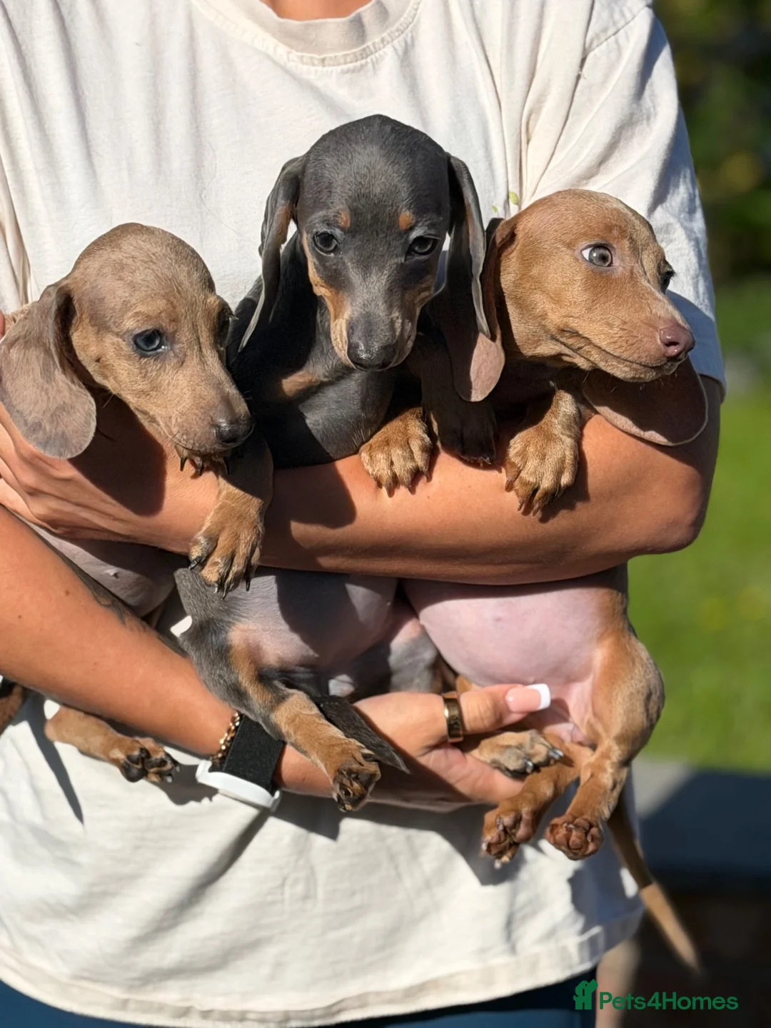 Miniature Dachshund dogs for sale: Mini dachshund puppies ready now  - Advert 13