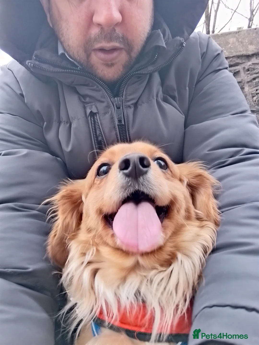 Cavapoochon dogs for stud: Cavapoochon Stud Dog - Advert 12