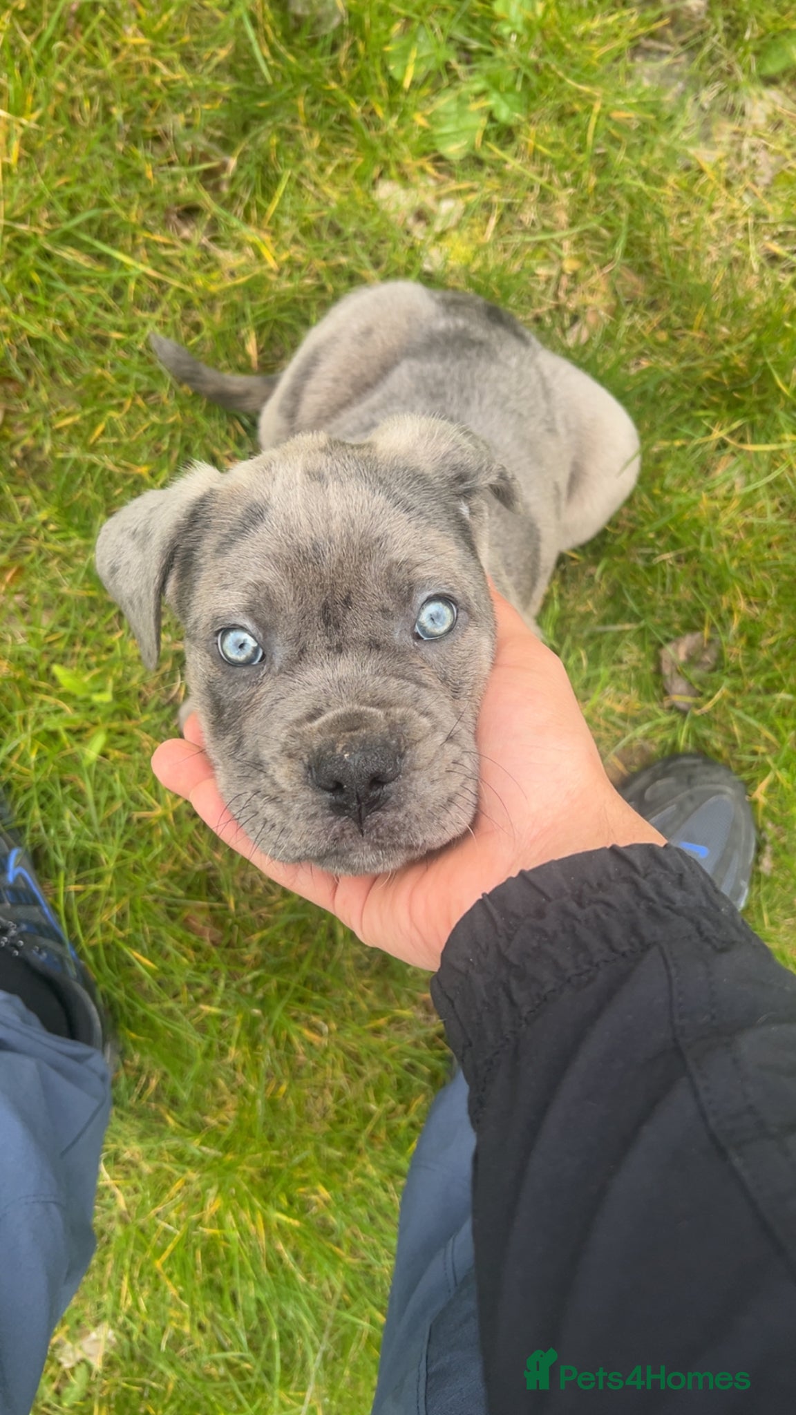 Mixed Breed dogs Nova 10 week old beautiful girl - Advert 5