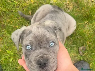 Mixed Breed dogs Nova 10 week old beautiful girl - Advert 5