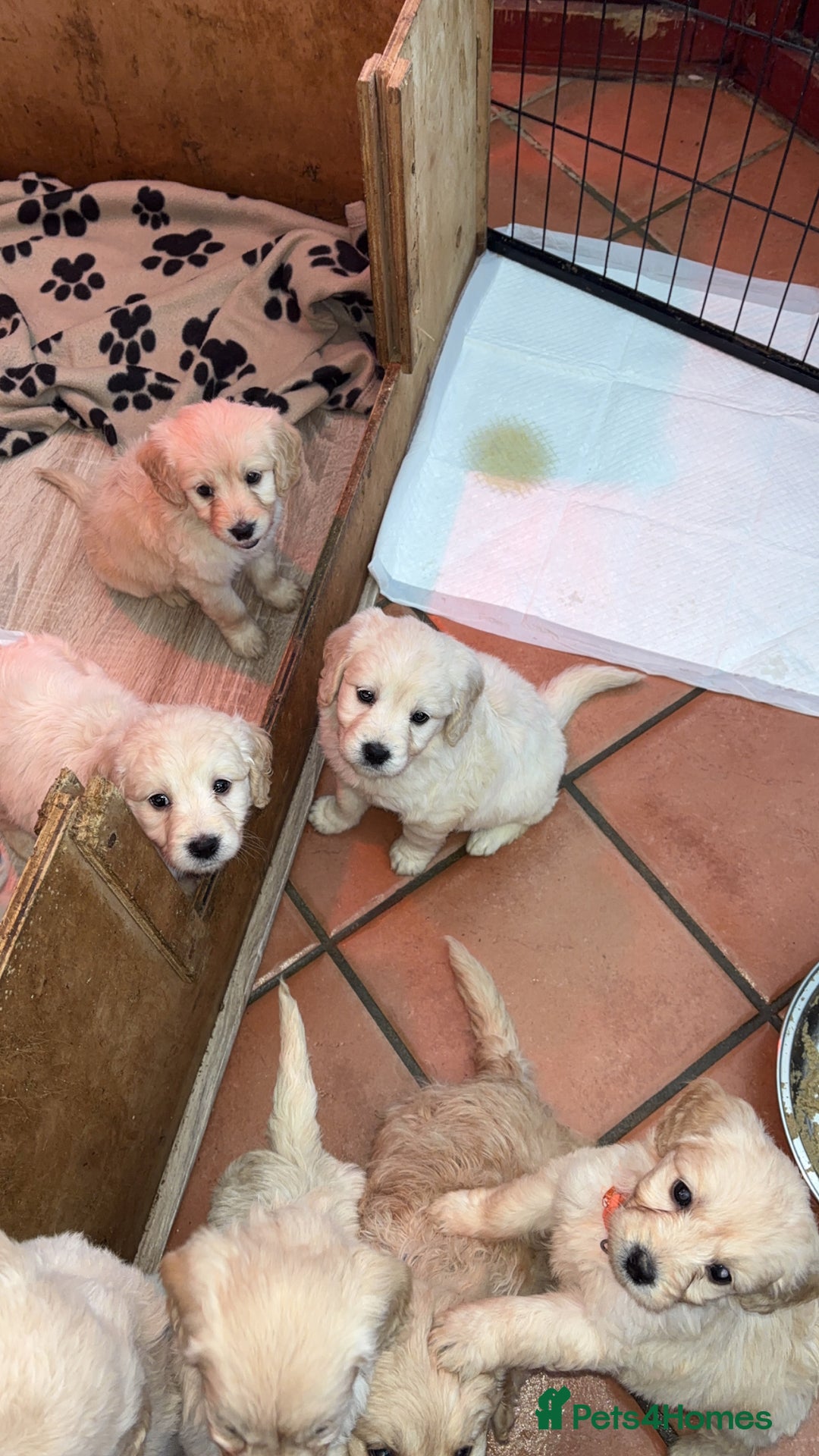 Mini Goldendoodle dogs for sale: 10 beautiful Miniature F1 GoldenDoodle puppies - Advert 13