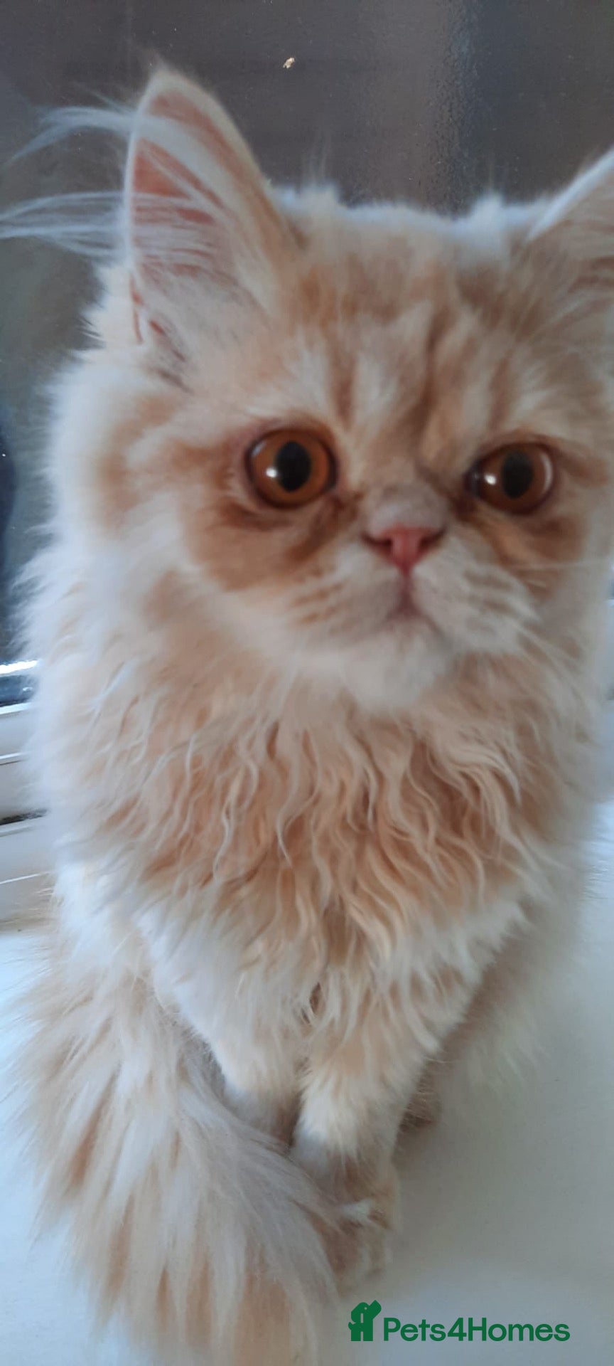 Persian cats Vaccinated 4 Beautiful Persian Chinchilla Kittens  - Advert 7