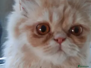 Persian cats Vaccinated 4 Beautiful Persian Chinchilla Kittens - Advert 8